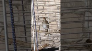 Соловей, гибрид восточника и южного моэстро!!!