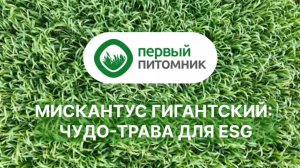 Мискантус Гигантский ключевой элемент устойчивого развития в России. ESG.