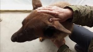 Проверенное средство от клещей и блох для кошек и собак. Килтекс