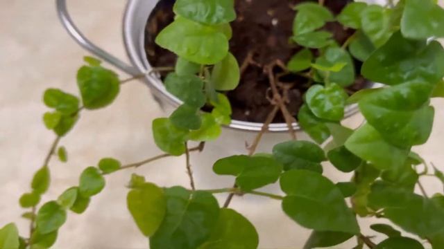 Update: Ficus Pumila (Creeping Fig) SURVIVES!! смотреть онлайн