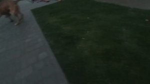 Древняя Порода Молоссов.Алано Эспаньол. Испанский Бульдог