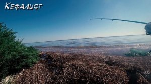Как ловить кефаль с берега в августе на Черном море