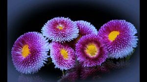 Язык и магия цветов .  Маргаритка