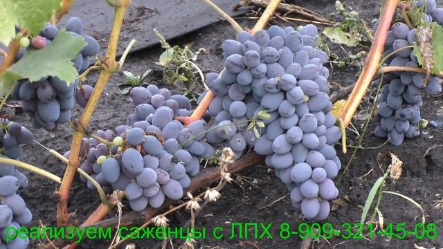 Виноград к ш Юпитер смотреть онлайн