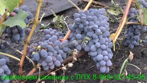 Виноград к ш Юпитер
