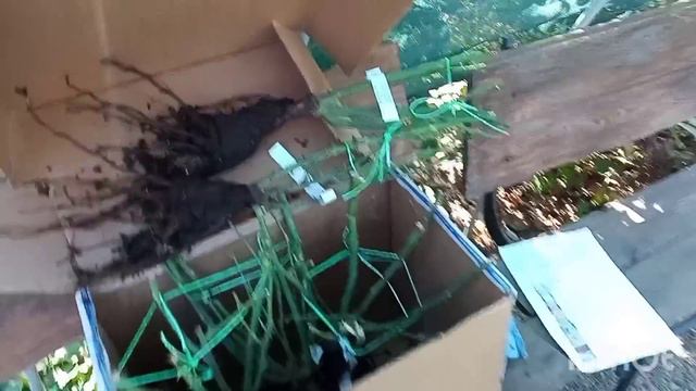 и тут Остапа понесло😳.... Распаковка посылки из Питомника:Ольга -розы и немного цветения 🥰🌹 смотреть онлайн