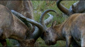 Эко стражи - Дзабидыр - горный тур кавказский