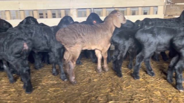 Гиссарские бриллианты 2023 смотреть онлайн