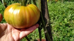 Томат ПОРТУГОС F1? от фирмы Юнайтед Джанетикс ИТАЛИЯ.