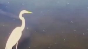 Мем My name is Giovanni Giorgio but. Safe transport is a key (Джованни Джорджио)