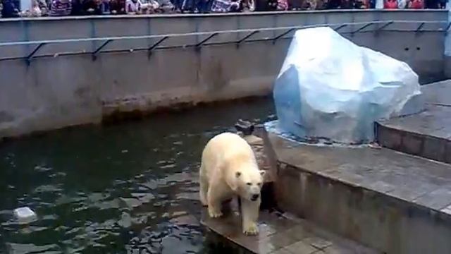 Белые мишки отжигают смотреть онлайн