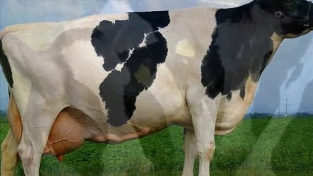 Разведение Голландской породы коров как бизнес идея | КРС | Голландская корова