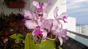 Cattleya amethystoglossa.  Цветение каттлеи аметистоглосса.