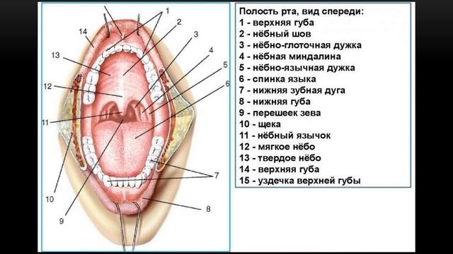 Укажите анатомические образования формирующие переднюю стенку собственно полости рта