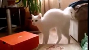 кот ходит на задних лапах