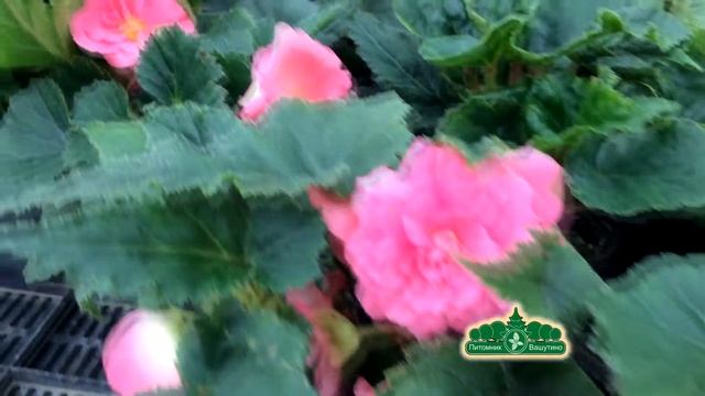 Бегония клубневая в Питомнике Вашутино смотреть онлайн