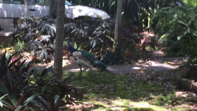 Каждый день, как в зоопарке) смотреть онлайн