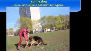 Правильные игры с собакой. Немецкая овчарка. Разбор дрессировки