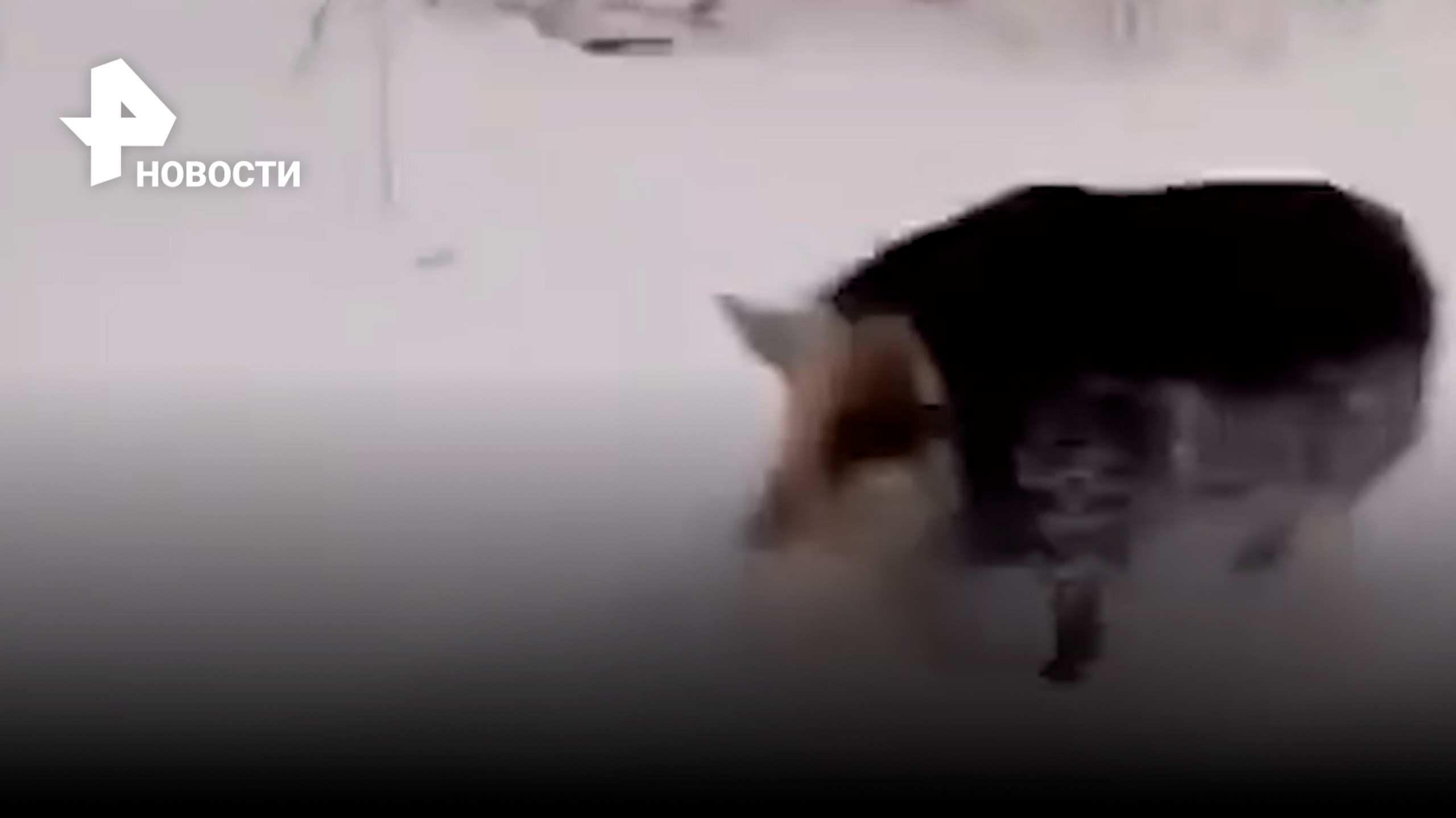 Упитанный кабан бродит среди жилых домов в подмосковном Ногинске / РЕН Новости