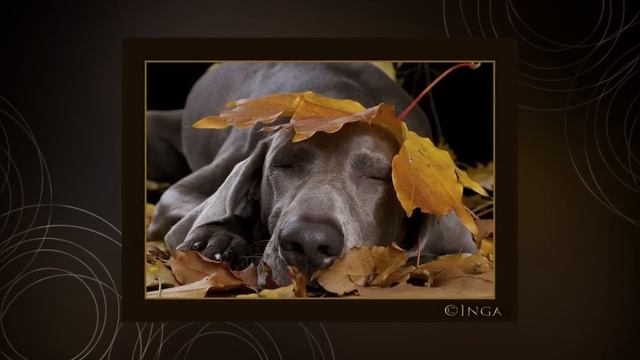 Старинный вальс Осенний сон Old Waltz Autumn Dream смотреть онлайн