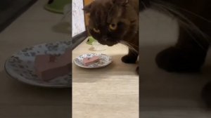 Необычный Шотландский вислоухий кот коричневого цвета