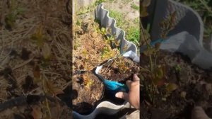 Биогумус, гумат калия, и голубика, эксперемент.