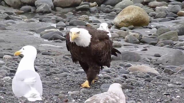 Bald Eagle Walking смотреть онлайн