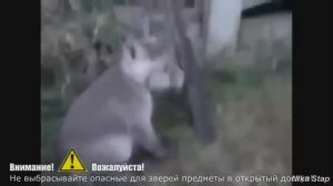 ДОБРЫЕ ПОСТУПКИ ЛЮДЕЙ, ДОСТОЙНЫЕ УВАЖЕНИЯ 2017 (До слёз)