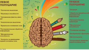 Функции левого и правого полушария.