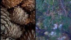 Шишки кедра на семена