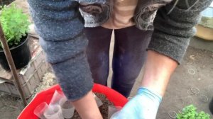 Черенкование  хризантем в декабре