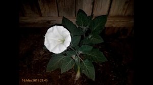 Datura Innoxia Bloom Time-Lapse Plant #2