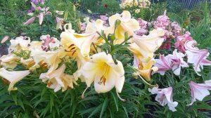 Цветут красивые лилии -ОТ гибридные сорта.2022г.