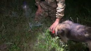 Охота на барсука.Главное правило охоты на барсука