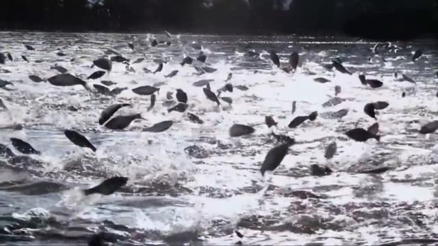 Рыбалка I Природа России I Отдых с большой компанией летом 2020 I Рыбинское водохранилище. смотреть онлайн