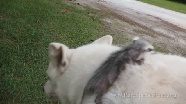 Dog Adopts Baby Opossum - Animal Friendship смотреть онлайн