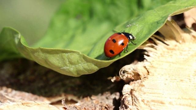 Ladybug Божья коровка смотреть онлайн