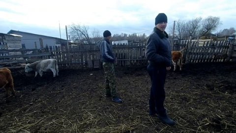 Продажа телят мясной породы. Герефорд, казахская- белоголовая и симментал.