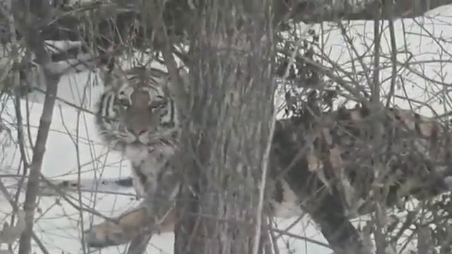 Хозяин тайги, Амурский Тигр 18 марта 2020 смотреть онлайн