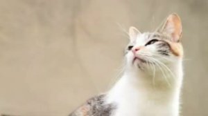 Лечение мочекаменной болезни у котов