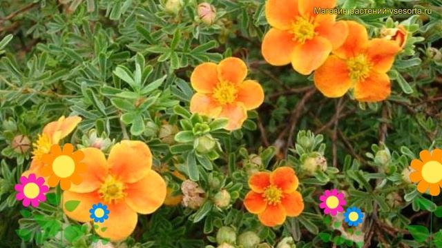 Лапчатка кустарниковая Хоплейс Оранж. Краткий обзор, описание potentilla fruticosa Hopley Orange