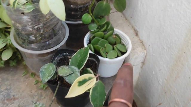 Staircase plants Update | Exotic indoor varieties | Hoyas | Scindapsus | Philodendrons | Vruksh Gal смотреть онлайн