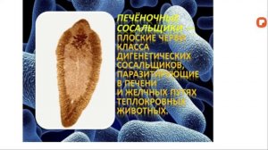 Видеоурок/ Глистные заболевания/ Биология 7 класса