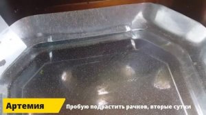 Выращивание артемии