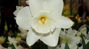 Narcissus Desdemona