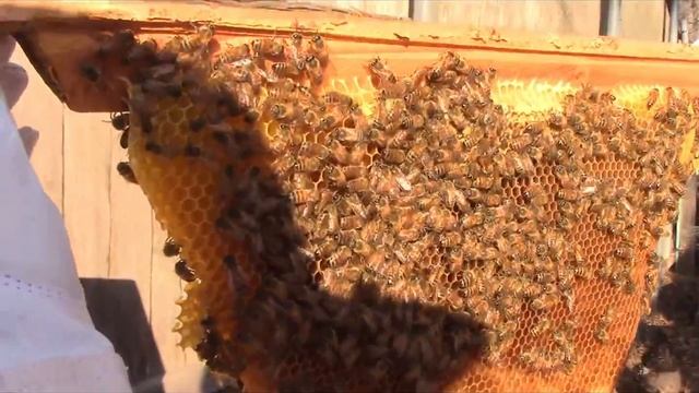 The Secret to a Successful Top Bar Bee Hive смотреть онлайн