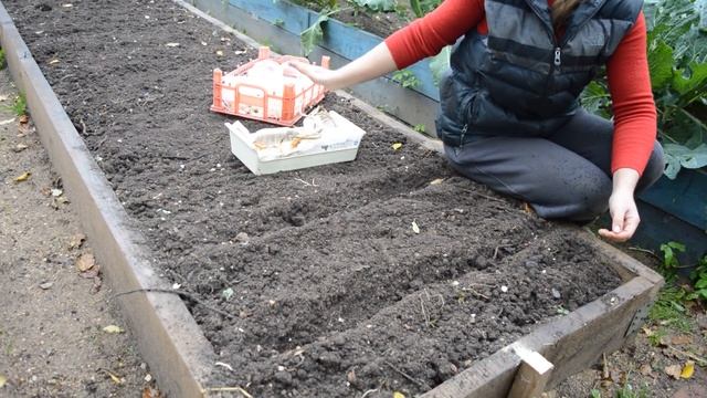 Посадка лука севком под зиму: секреты и сорта смотреть онлайн