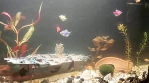 Тернеции,телескоп,золотая рыбка,анциструсы и петушки в одном аквариуме.
