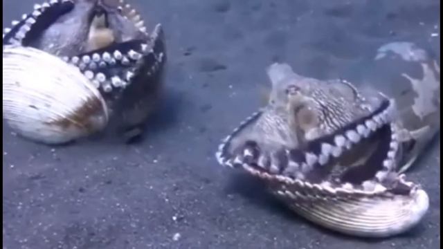 Самые смешные животные 2023 - Приколы с котами и собаками - Смешные Животные Видео #1 смотреть онлайн