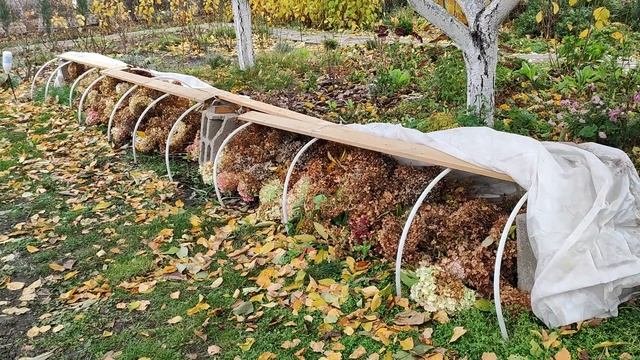 Зимнее укрытие крупнолистных гортензий